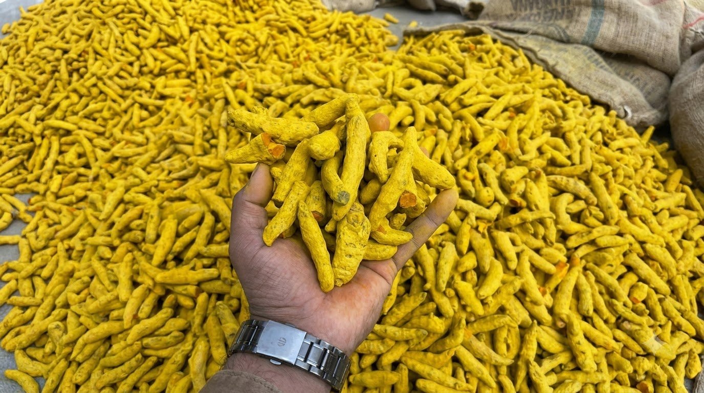 Dry Turmeric Roots